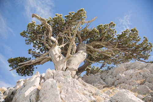 Pinus heldreichii pino - pinus,