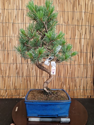 Bonsai pino pentaphilla h - pino,
