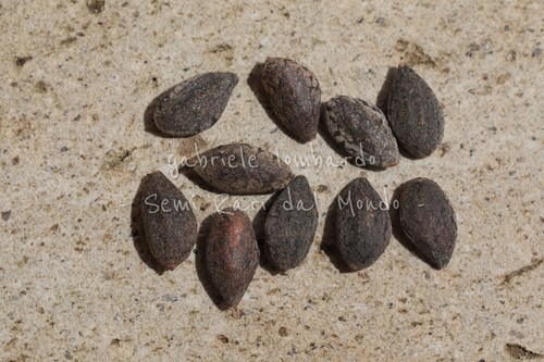 Pino aleppo pinus - -,