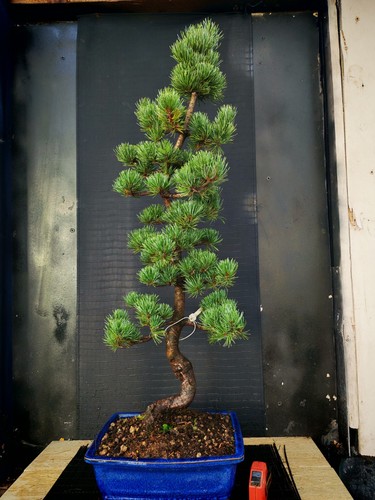 Bonsai pino pentaphilla h - bonsai,