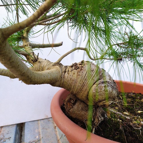 Bonsai pino aleppo o - di,