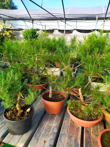 Prebonsai a scelta - prebonsai,