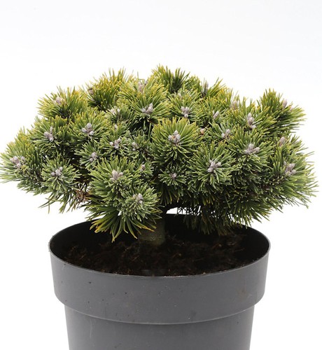 Sherwood pino nano compatto - sherwood, di