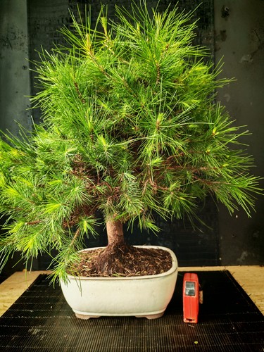 Bonsai pino halpensis cm - pino,
