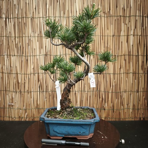 Bonsai pino pentaphilla - bonsai,