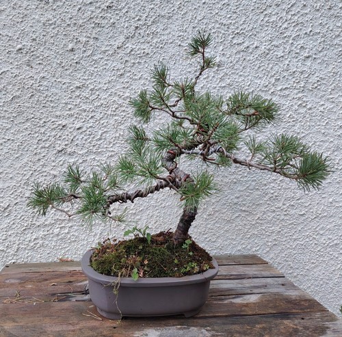 Bonsai pino nero - di,