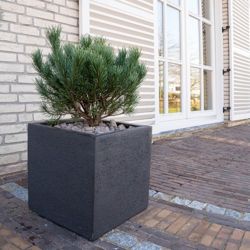 Pino mugo pinus pianta - pino, mugo"