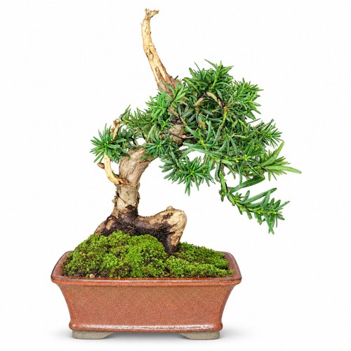 Tasso giapponese bonsai taxus - tasso,