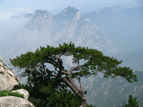 Pinus tabuliformis pino - tabuliformis,