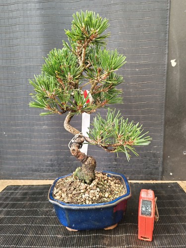 Bonsai pino nero tumbergii - bonsai,