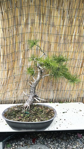 Pre bonsai pino - pre, di