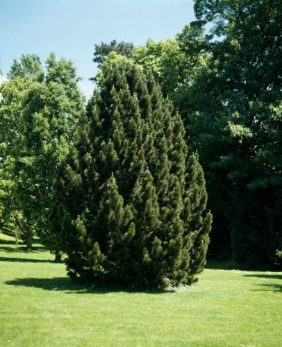 Pinus nigra pino nero - nigra,