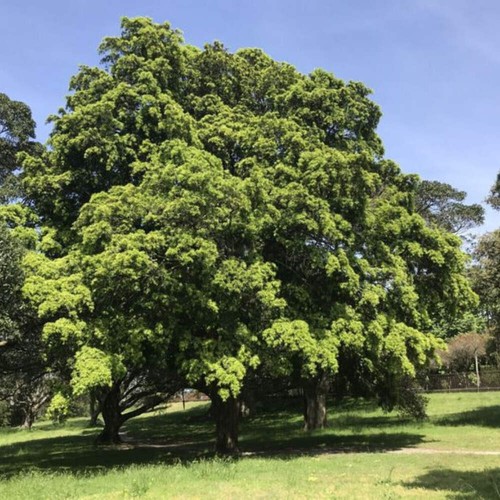 Podocarpus elatus pino bruno - -,