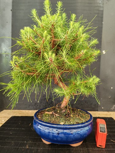 Bonsai pino halpensis cm - pino,
