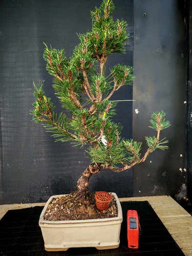 Bonsai pino nero tumbergii - pino,