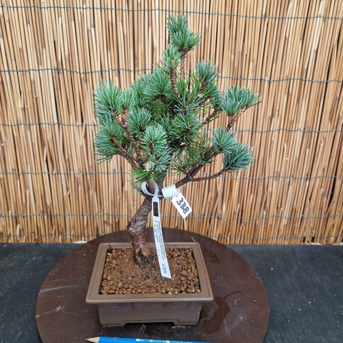 Bonsai pino pentaphilla - pino, h