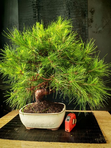 Bonsai pino halpensis cm - halpensis, 55