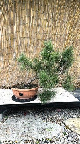 Pre bonsai pino - bonsai, nero