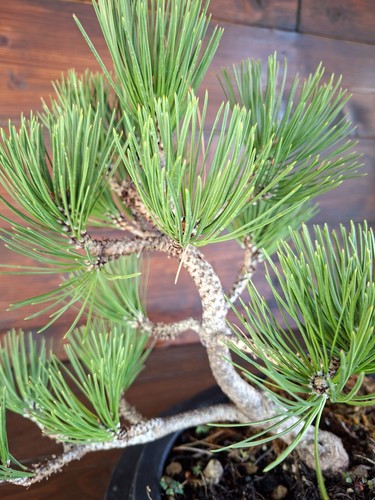 Bonsai pino loricato - bonsai, di