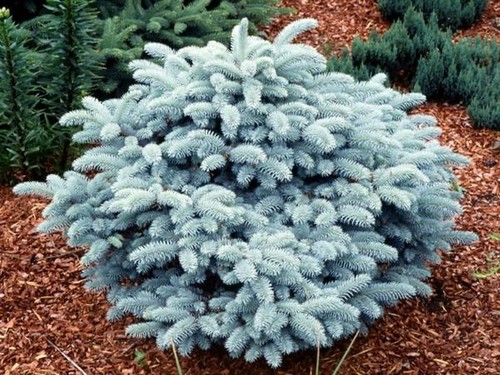 Abete blu picea pungens - blu,