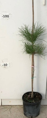 Pianta pinus pinea - pinea, pino
