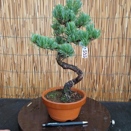 Bonsai pino pentaphilla h - pino,